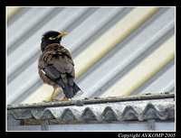 indian-myna-beamer-test