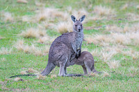 kangaroo 8040