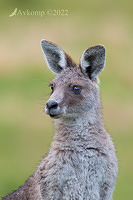 kangaroo 8042a