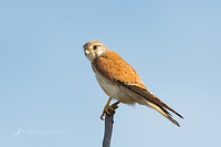 kestrel 0247