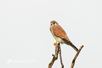 kestrel 0268