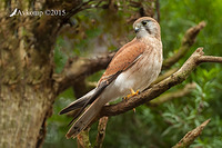 kestrel 0601