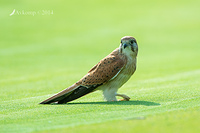 kestrel13522