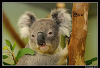 koala 1588