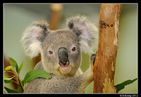 koala 1589