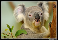 koala 1591