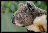 koala 1593