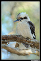 kookaburra 5732 90