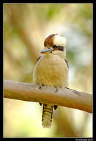 kookaburra 0261