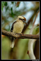 kookaburra 0263