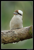 kookaburra 0265