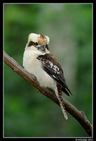 kookaburra 0270