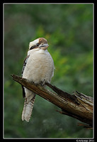 kookaburra 0366