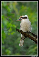 kookaburra 0367