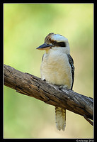 kookaburra 0680