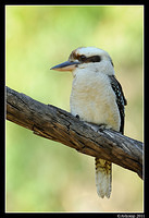 kookaburra 0684