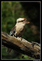 kookaburra 0686