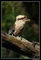 kookaburra 0687