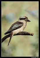 kookaburra 0688