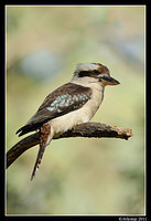 kookaburra 0689