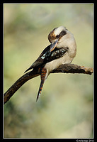 kookaburra 0690