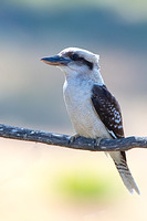 kookaburra 1013