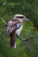 kookaburra 10508