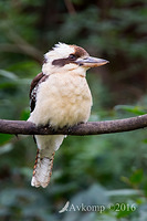 kookaburra 10522