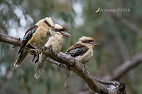 kookaburra 10545