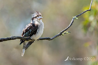 kookaburra 10897