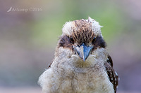 kookaburra 10964