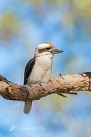 kookaburra 11023