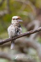 kookaburra 11035