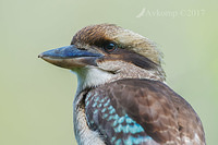 kookaburra 13266