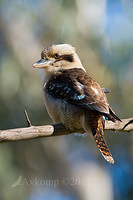 kookaburra 13612