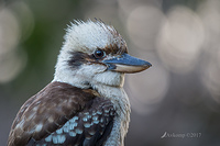 kookaburra 14351