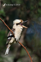 kookaburra 14850