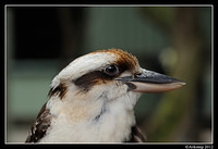 kookaburra 1609