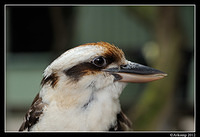 kookaburra 1610