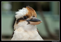 kookaburra 1611