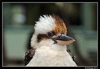 kookaburra 1612