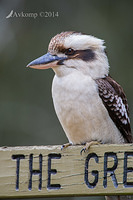 kookaburra 16971