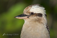 kookaburra 17328