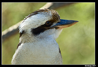 kookaburra 176