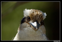 kookaburra 178