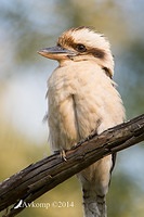 kookaburra 18756