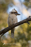 kookaburra 18761