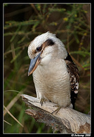 kookaburra 2016