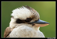 kookaburra 2026