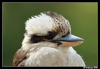 kookaburra 2027